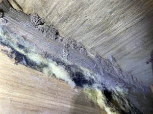 termite tunnels found during a Murfreesboro home inspection