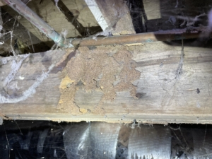 presence of termites observed at Rutherford County Home Inspection