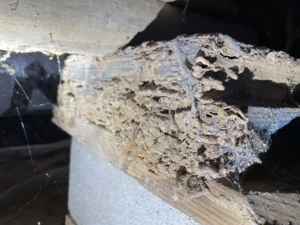 termite damage reported by Rutherford County Home Inspector