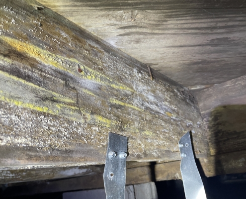 Microbial Growth Found During Best Priced Home Inspection of Murfreesboro, TN